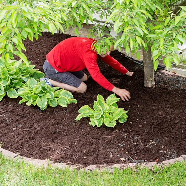 improper mulch installation, such as applying too thick a layer, can lead to root suffocation and excess moisture